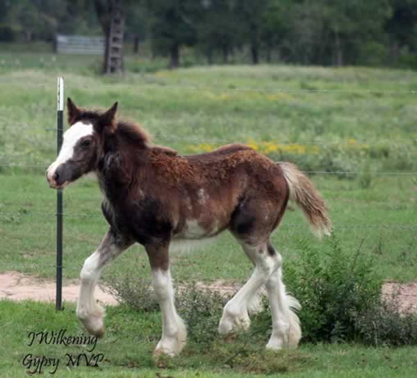Gypsy Vanner Horse for Sale | Filly | Natasha